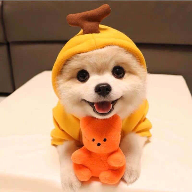 Fruit-Themed Fleece Hoodie for Small Dogs (photo 14)
