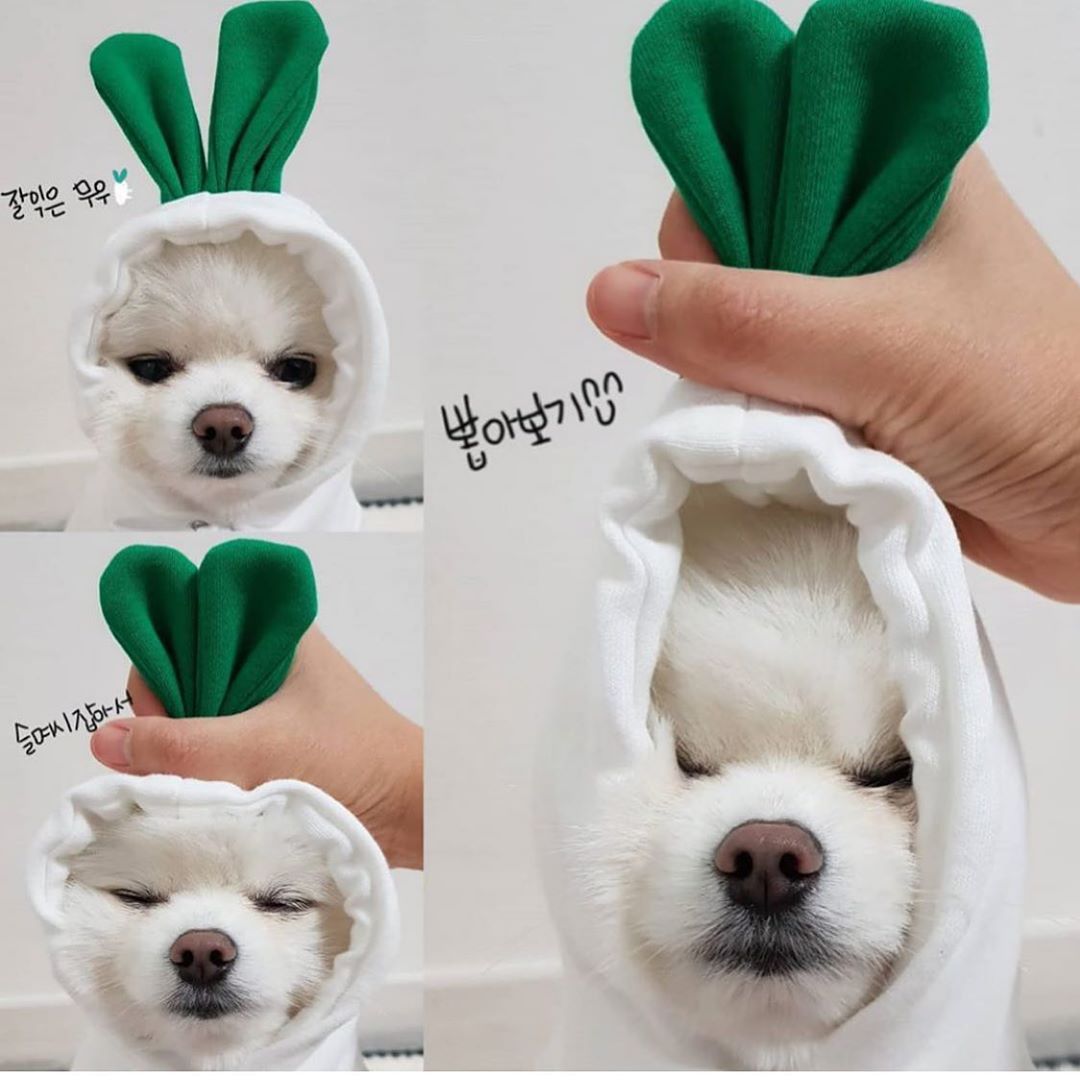 Fruit-Themed Fleece Hoodie for Small Dogs (photo 11)
