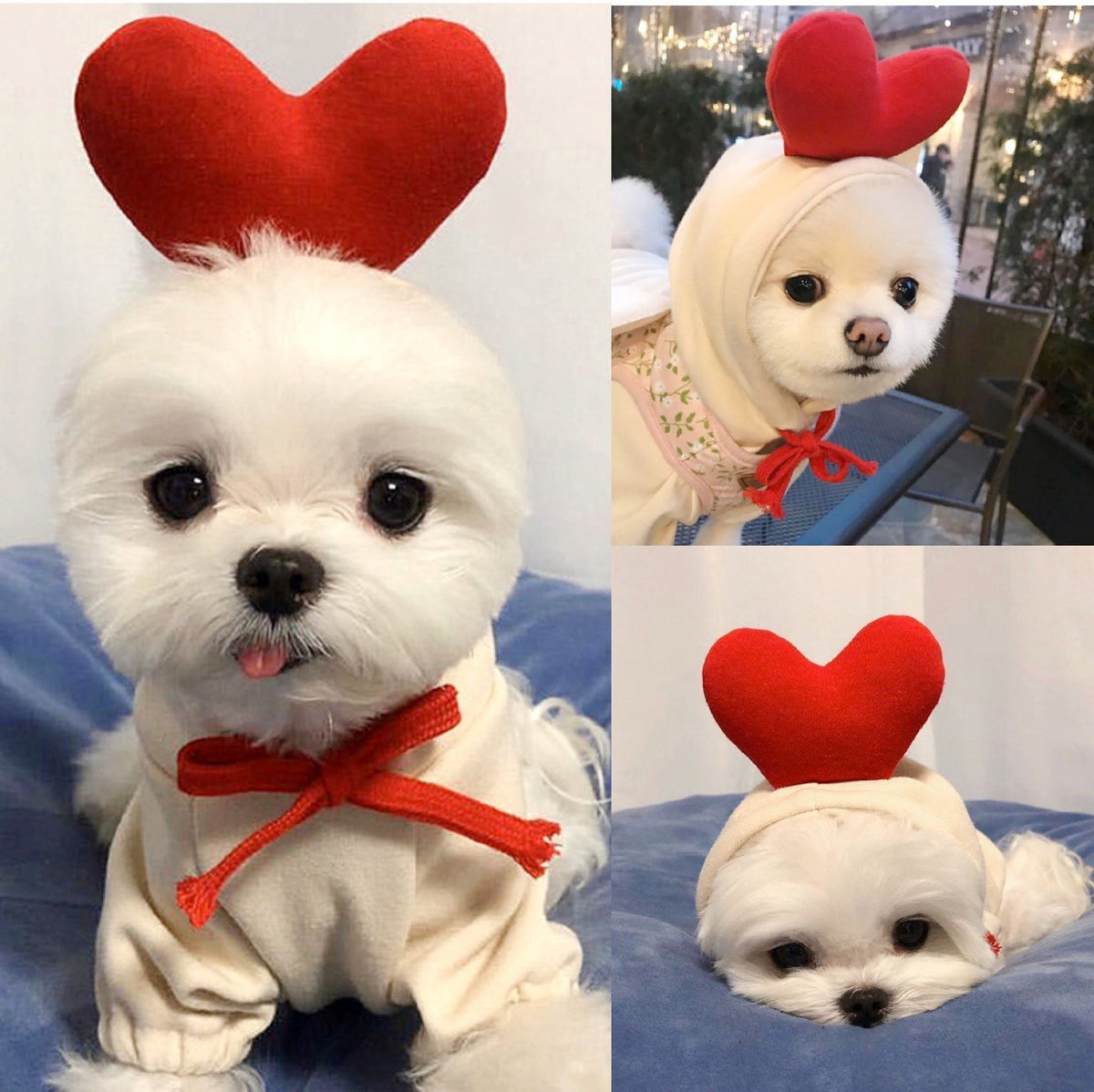 Fruit-Themed Fleece Hoodie for Small Dogs (photo 9)